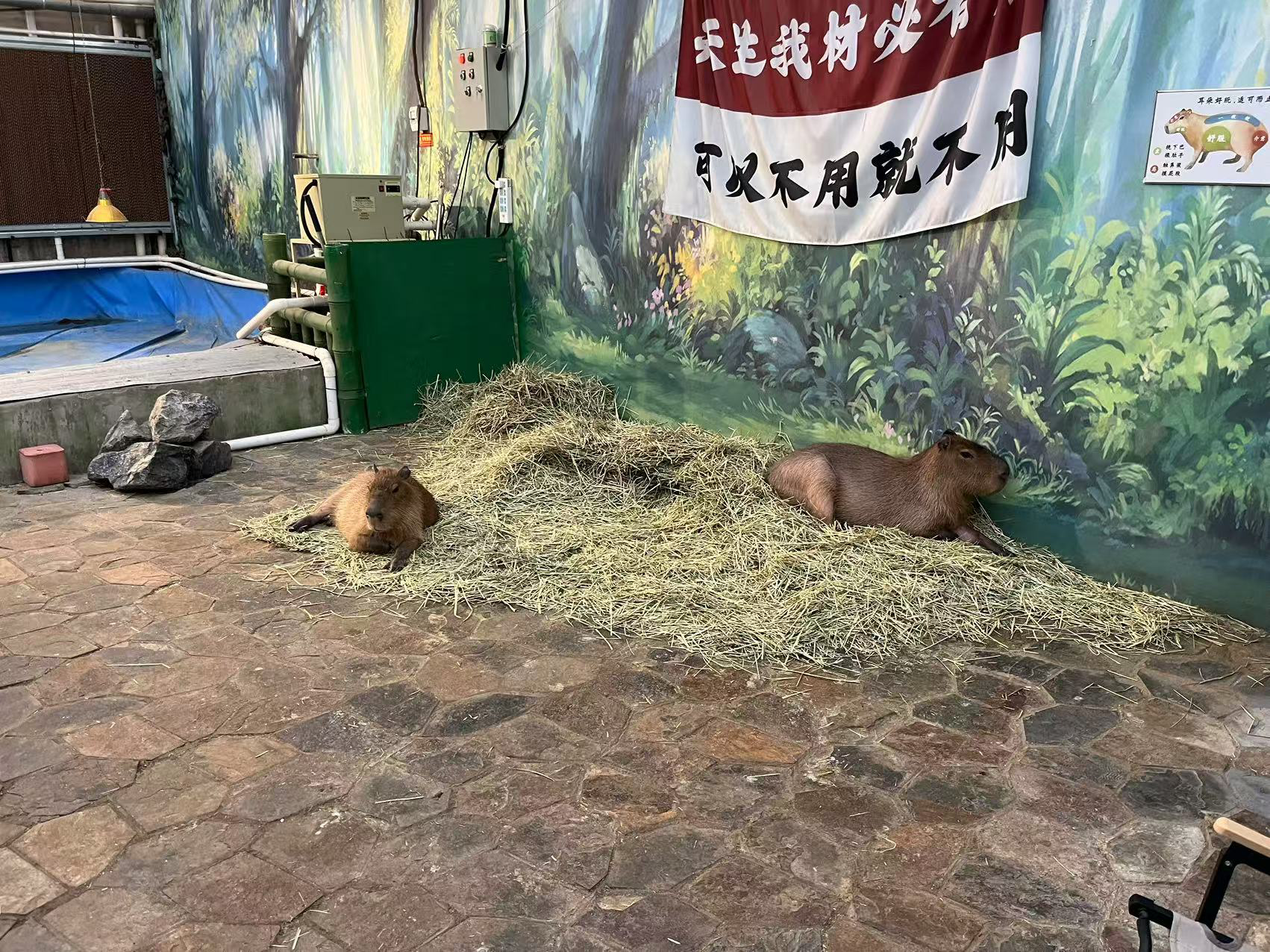 慵懒的卡皮巴拉